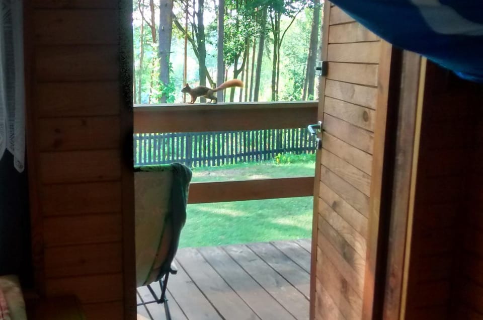 Other, Seating area, Animals