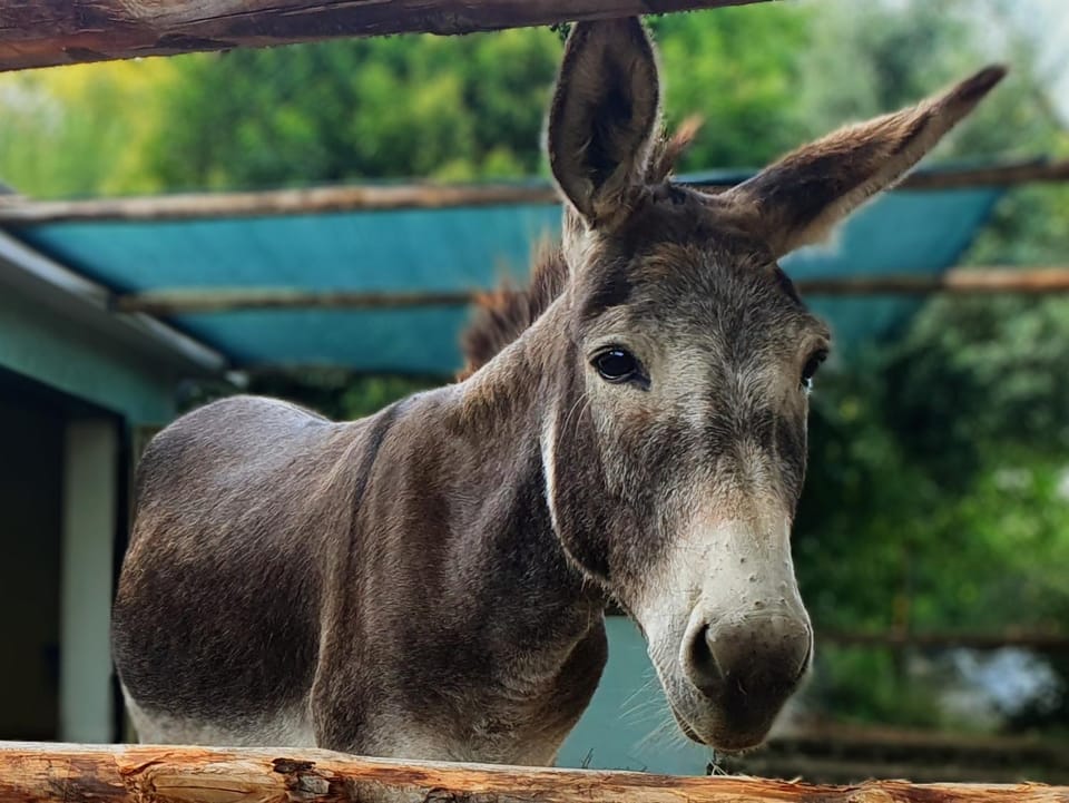 Garden, Hiking, Animals