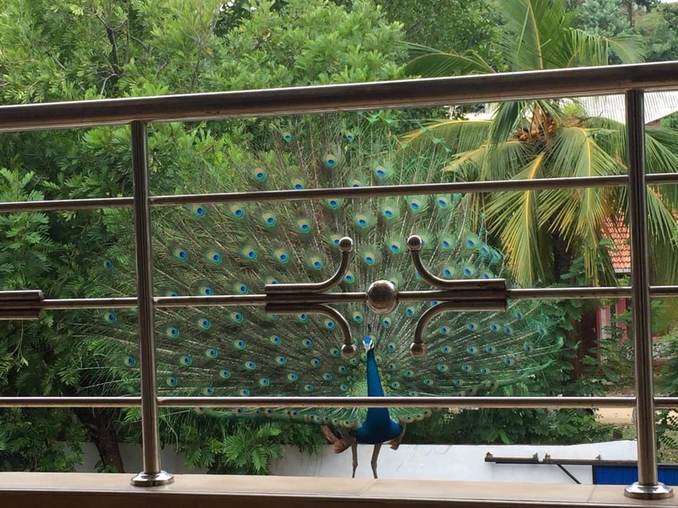 Mirissa Dream Villa Bed and Breakfast in Mirissa