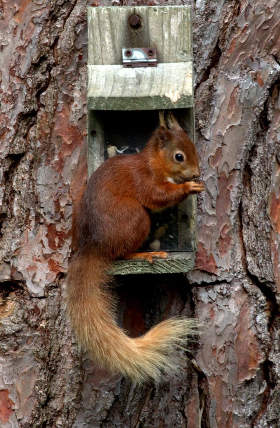 Animals, On site