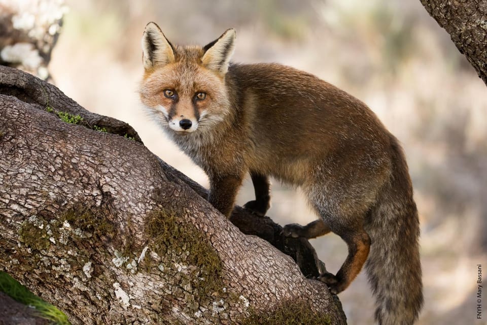Animals