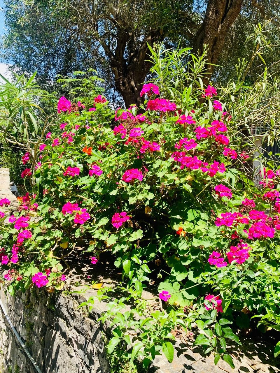 Day, Garden, Garden view