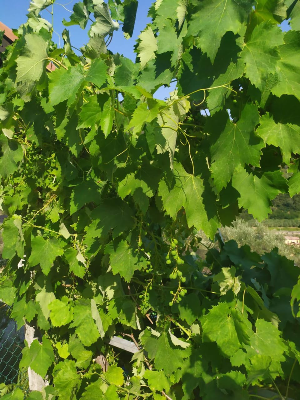 Le Ortensie Country House in Liguria