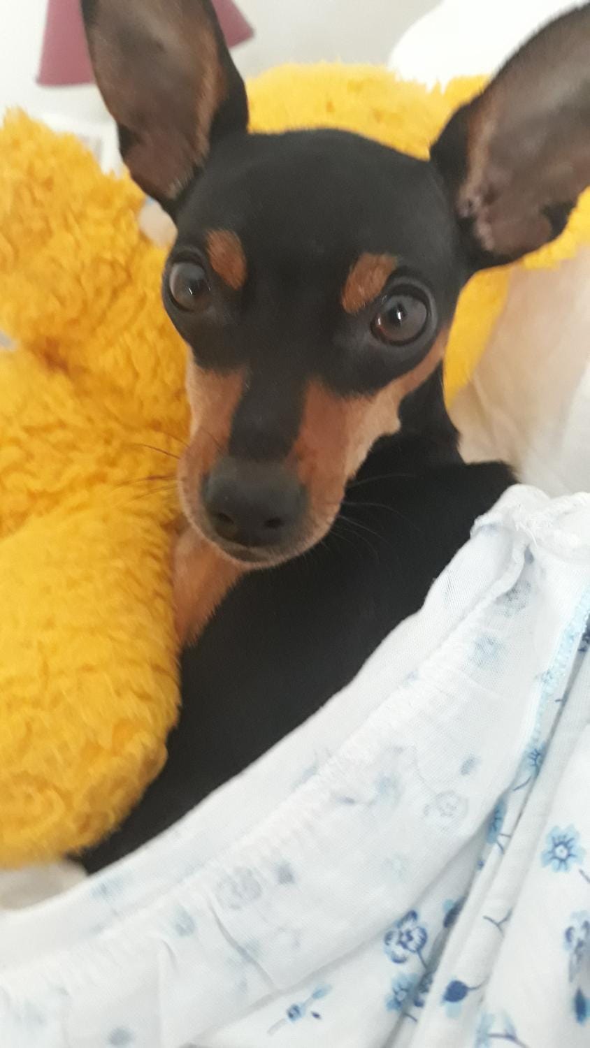 Animals, Pets