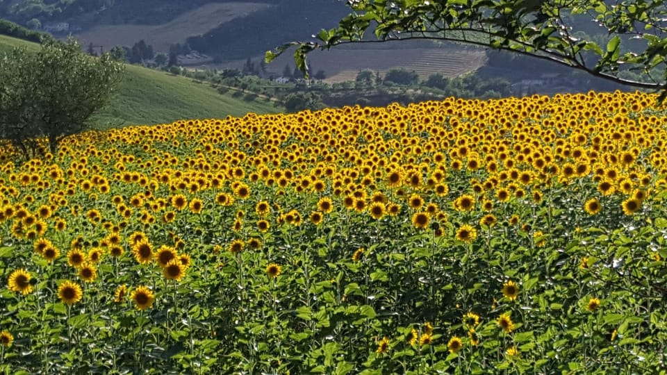 Mazzamurello Bed and Breakfast in Umbria