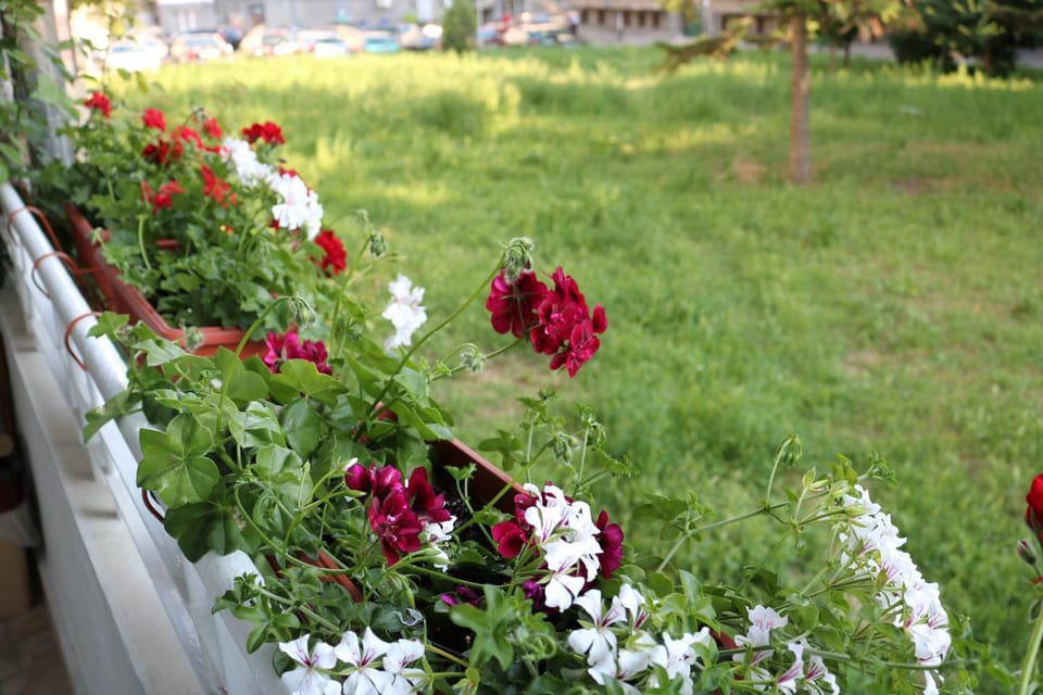 Balcony/Terrace, Garden view