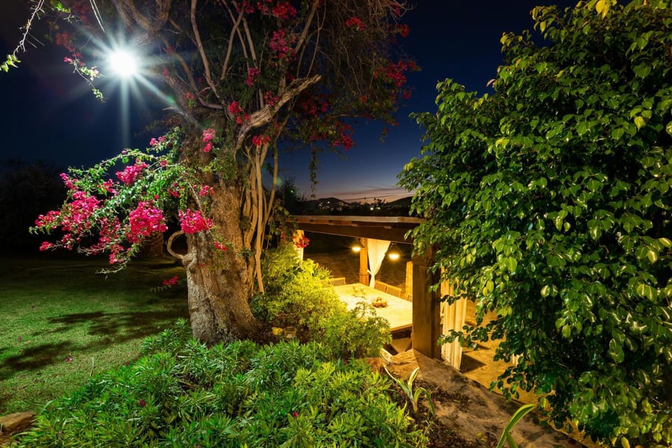 Night, Garden