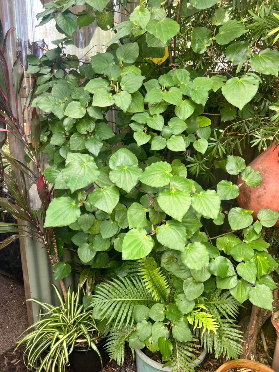 Garden view