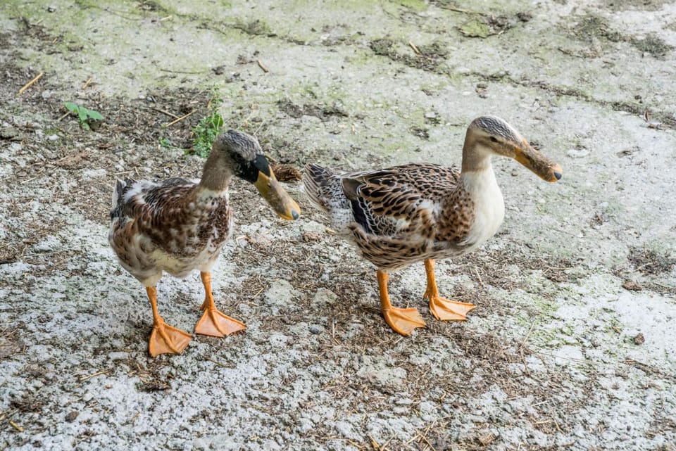 Animals