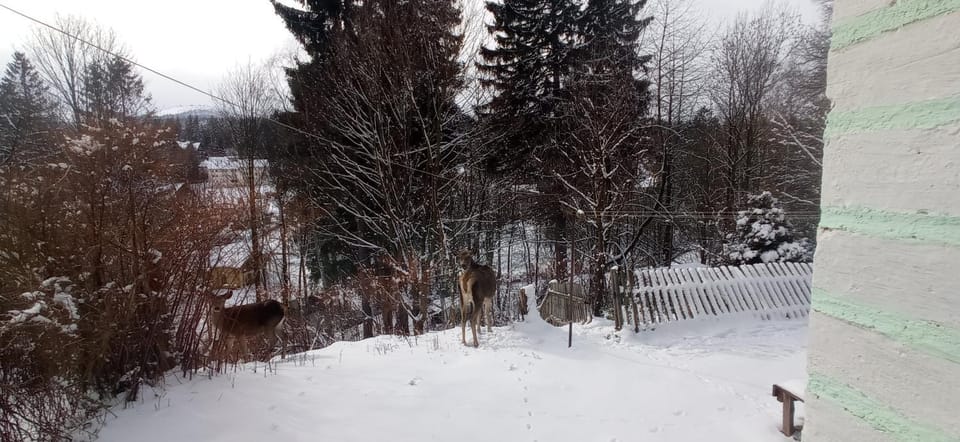 Day, Natural landscape, Winter