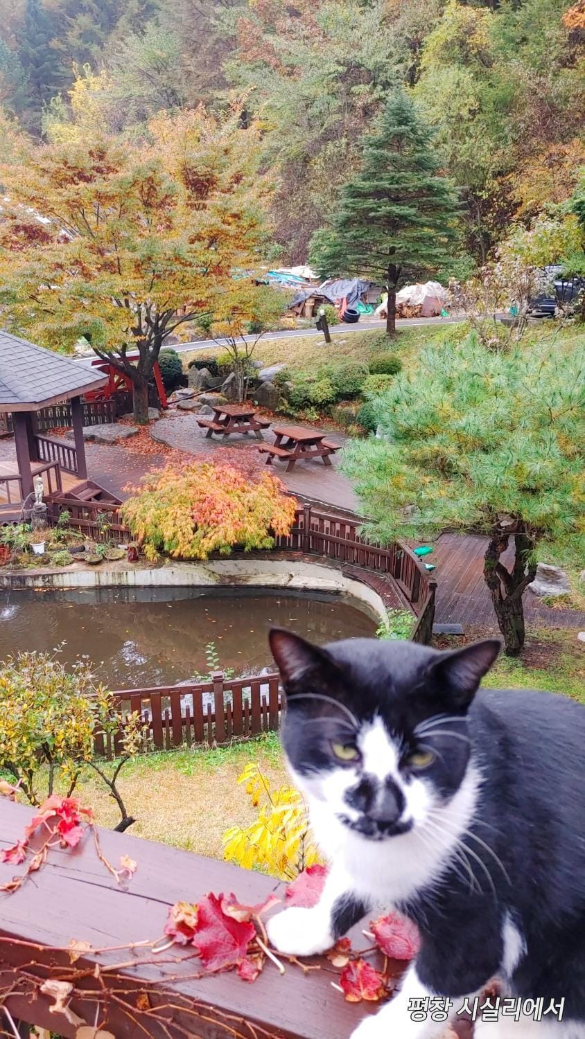 Sisilli Pension House in South Korea