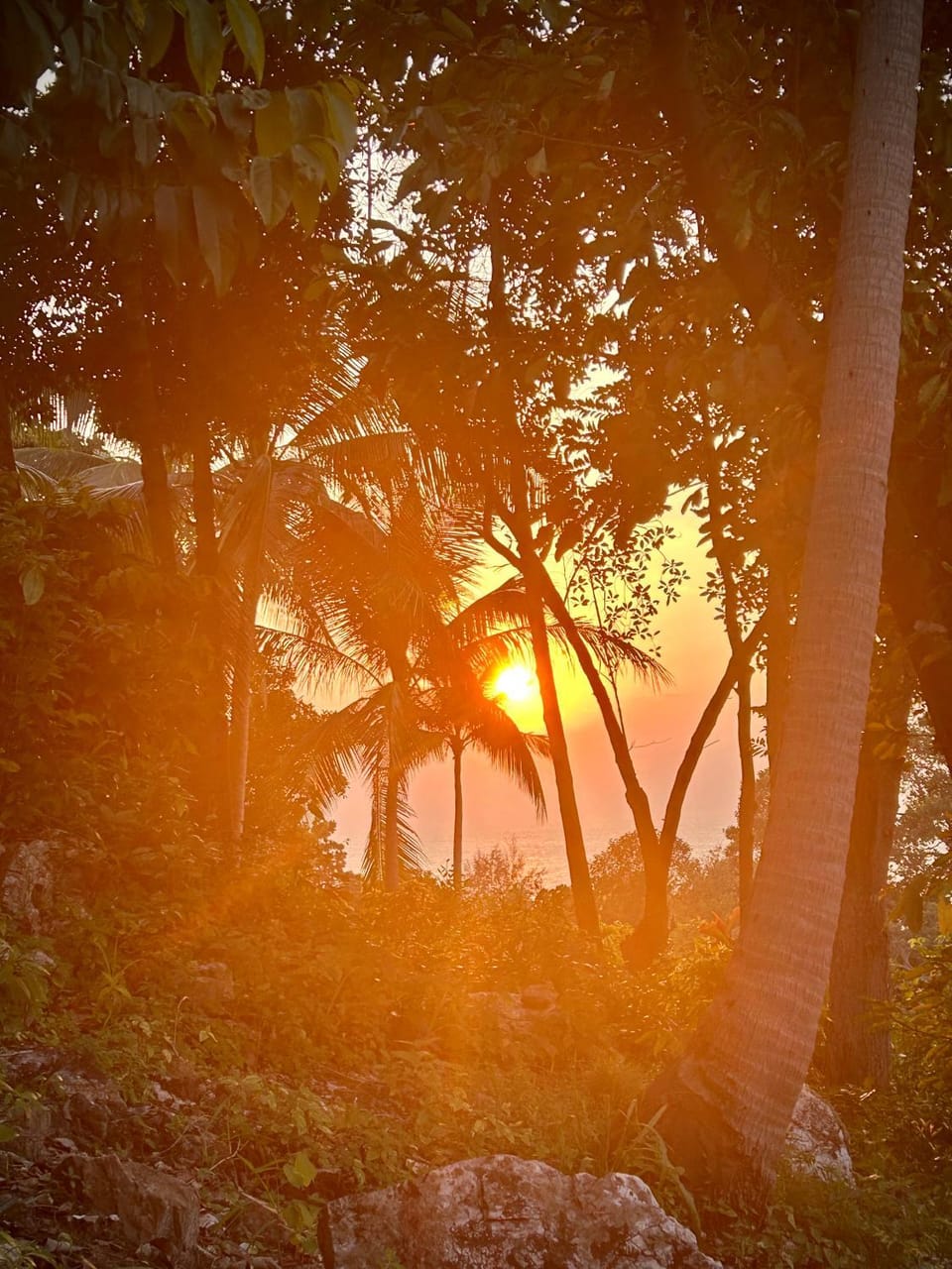 Natural landscape, Garden view, Sunset