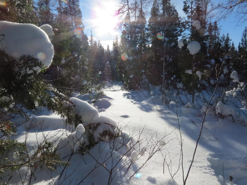 Natural landscape, Winter