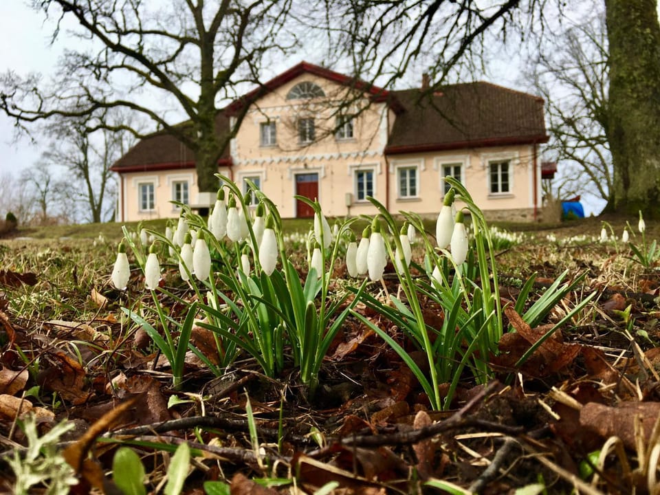 Bear Manor Lāču Muižiņa Vacation rental in Estonia
