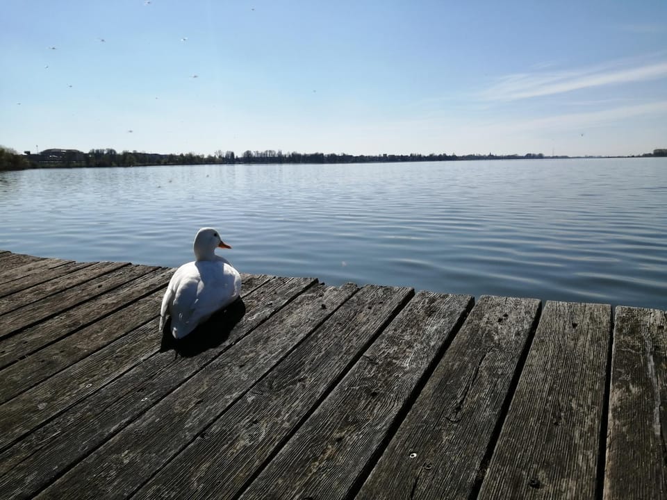 Property building, Day, Natural landscape, Animals, Lake view, River view