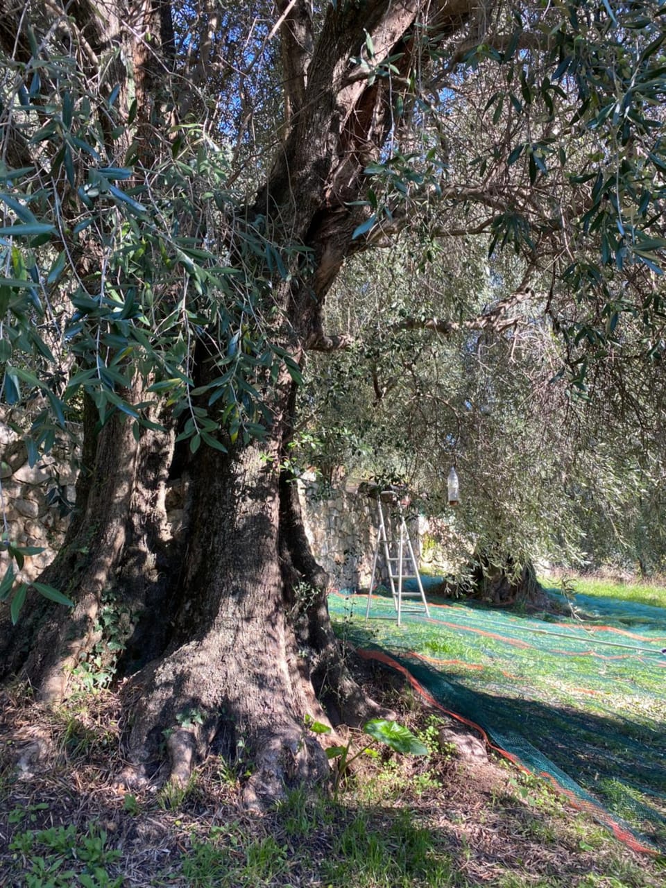 Natural landscape, Garden