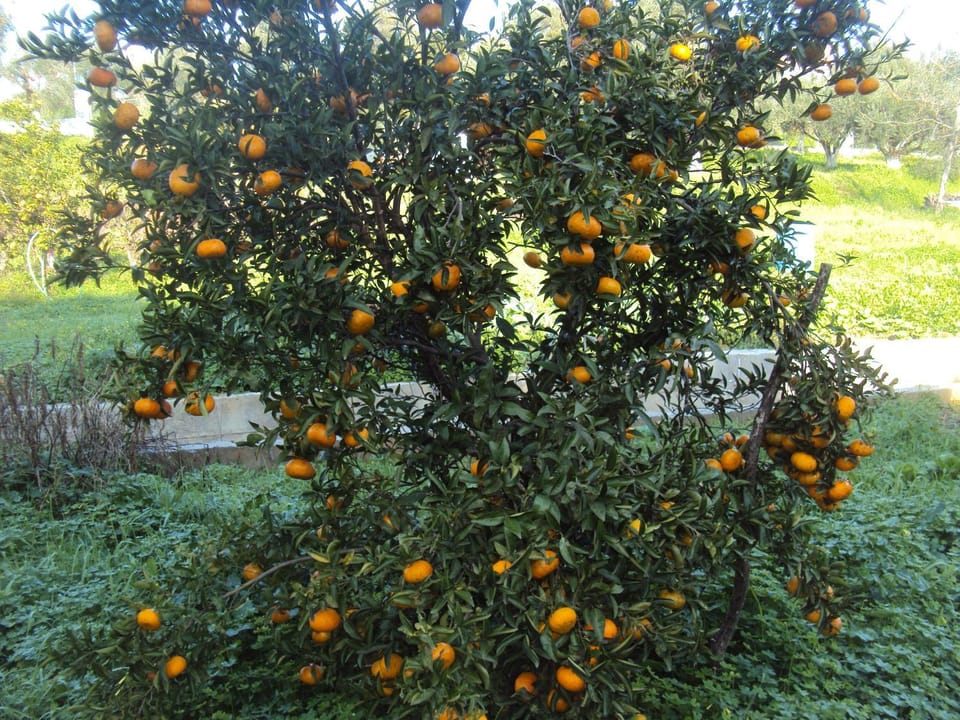 Garden, Garden view