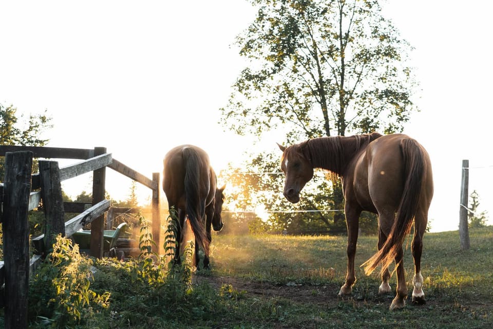 Day, Animals