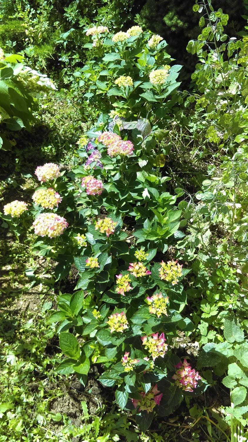 Les 3 roses Bed and Breakfast in Bourgogne-Franche-Comté