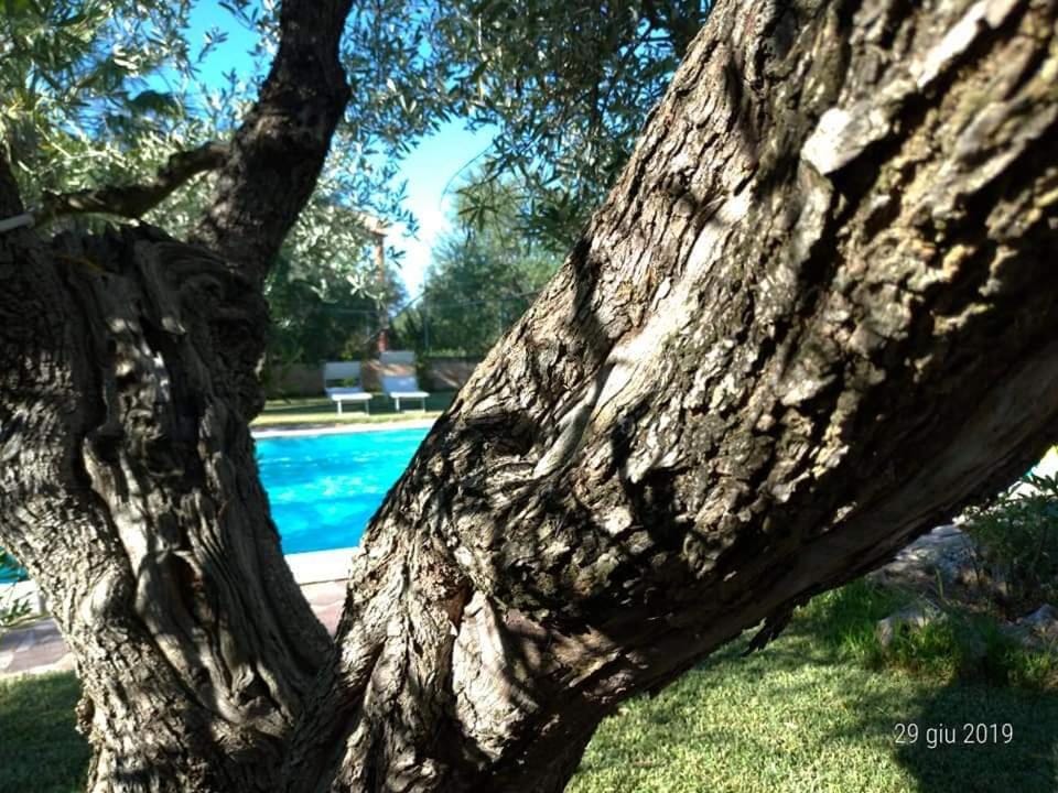 Garden, Pool view, Swimming pool