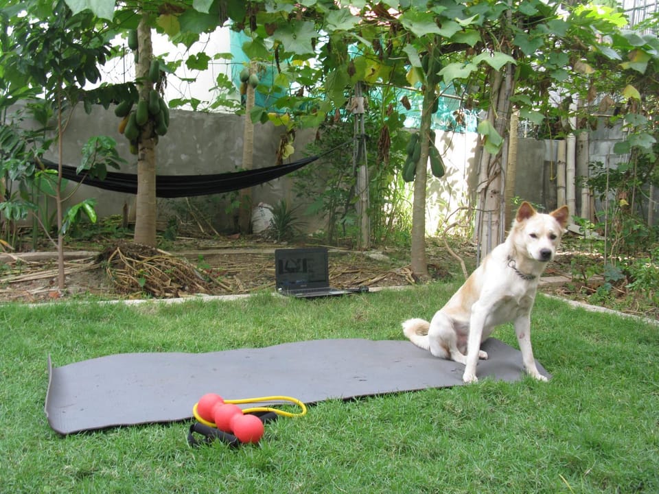 Garden, Pets