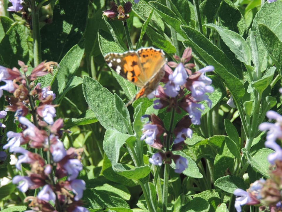 Garden, Animals