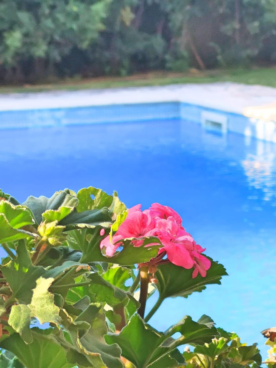 Pool view