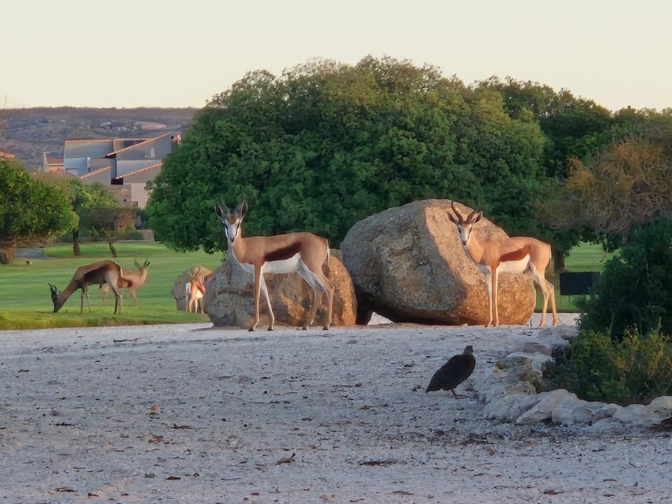 Animals, Animals