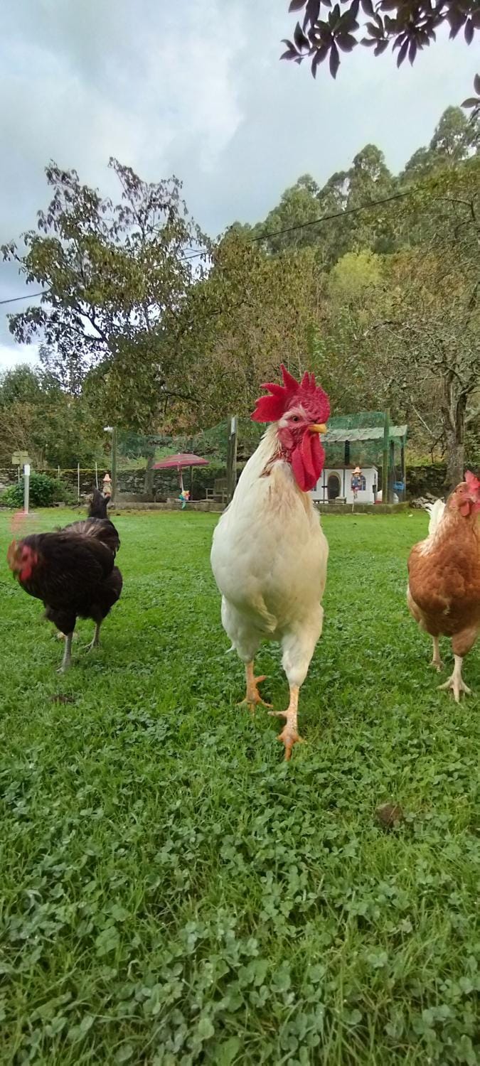 Animals