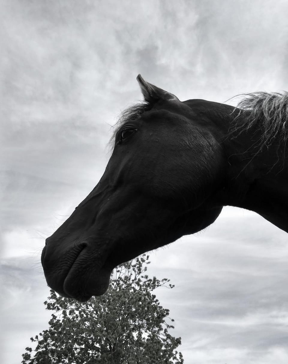 Animals