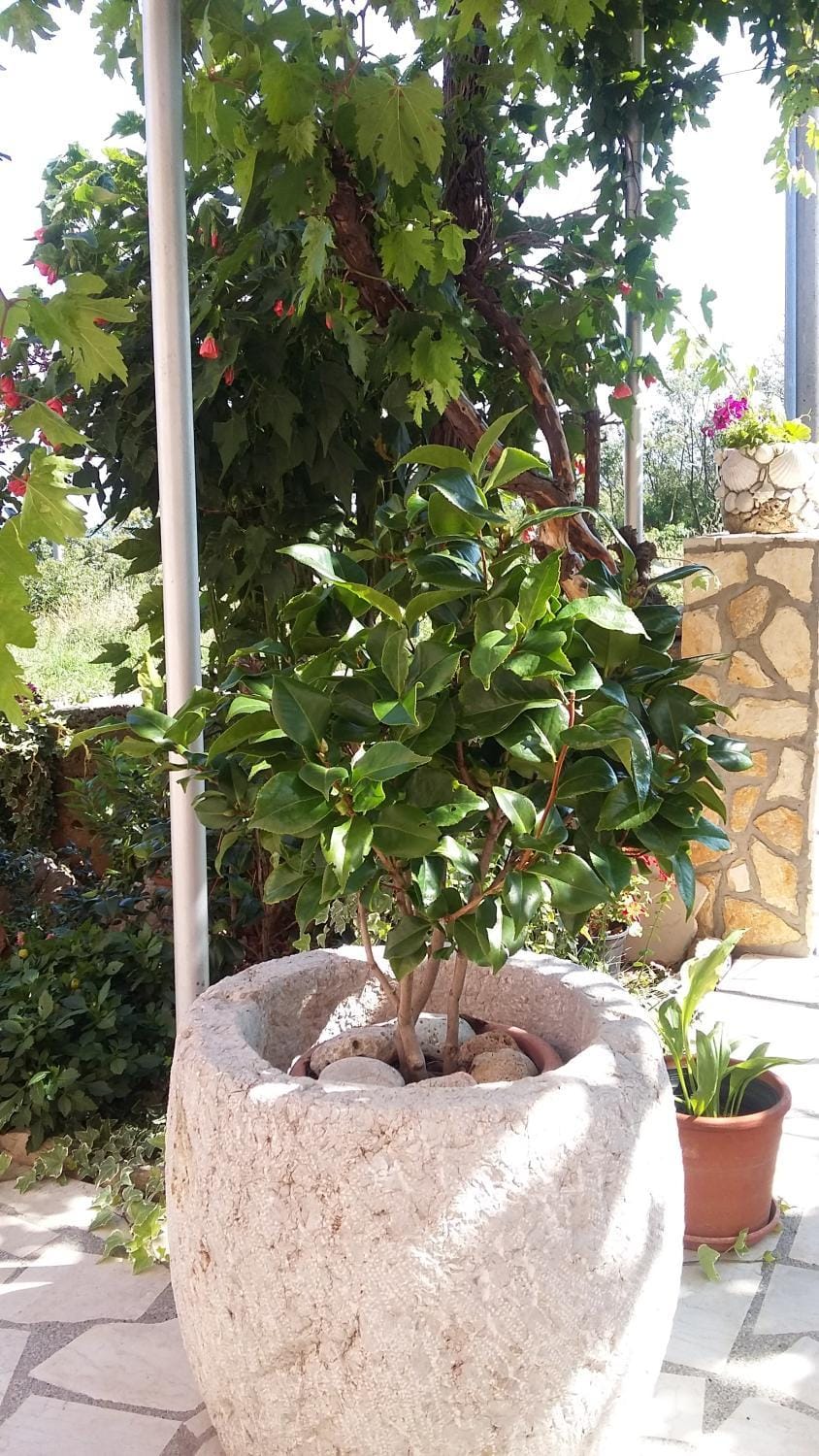 Garden view