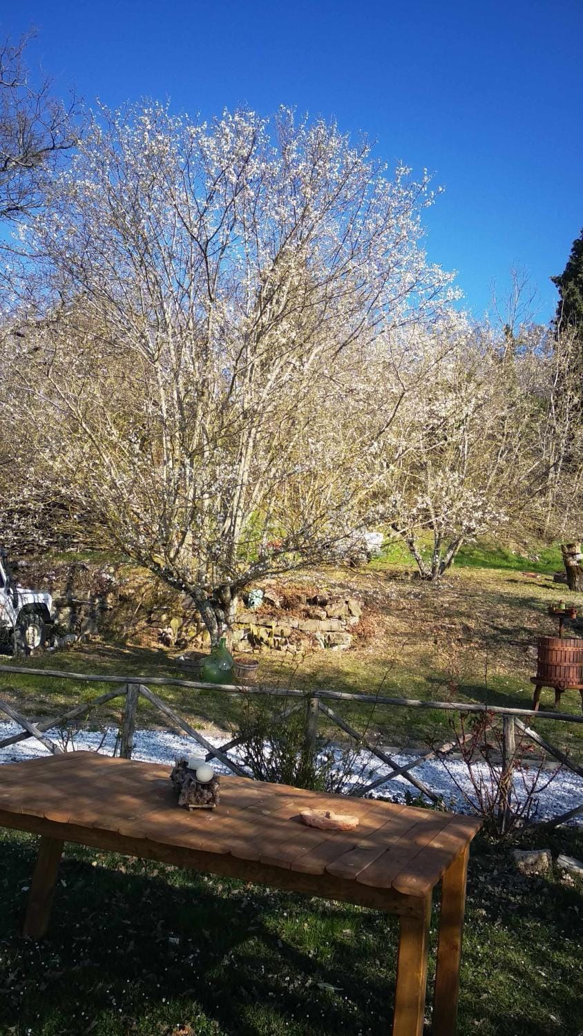 Spring, Day, Natural landscape, Garden, Garden view