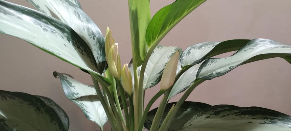 Decorative detail