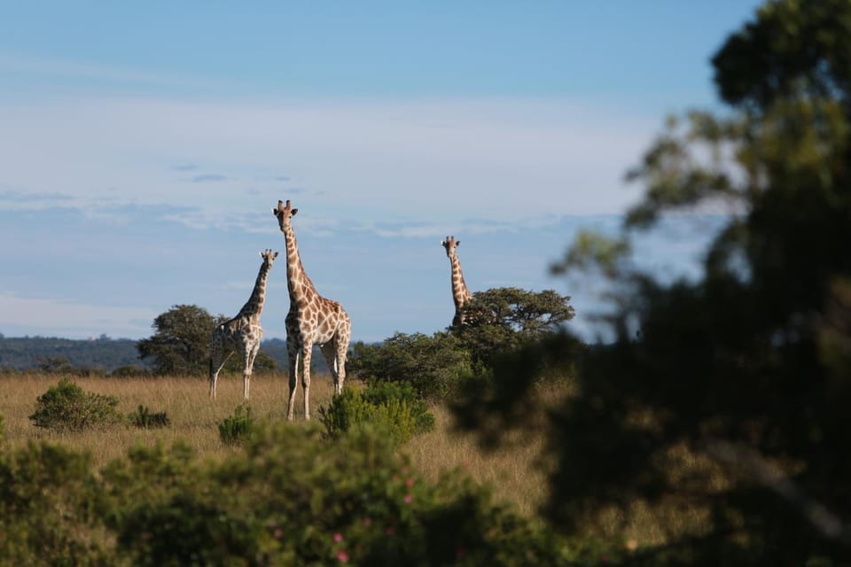 Animals, On site