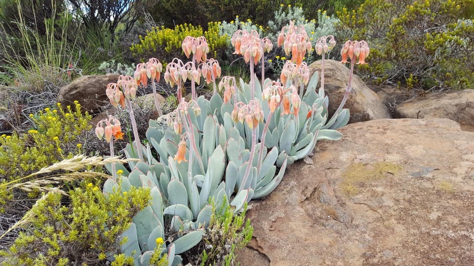 Natural landscape