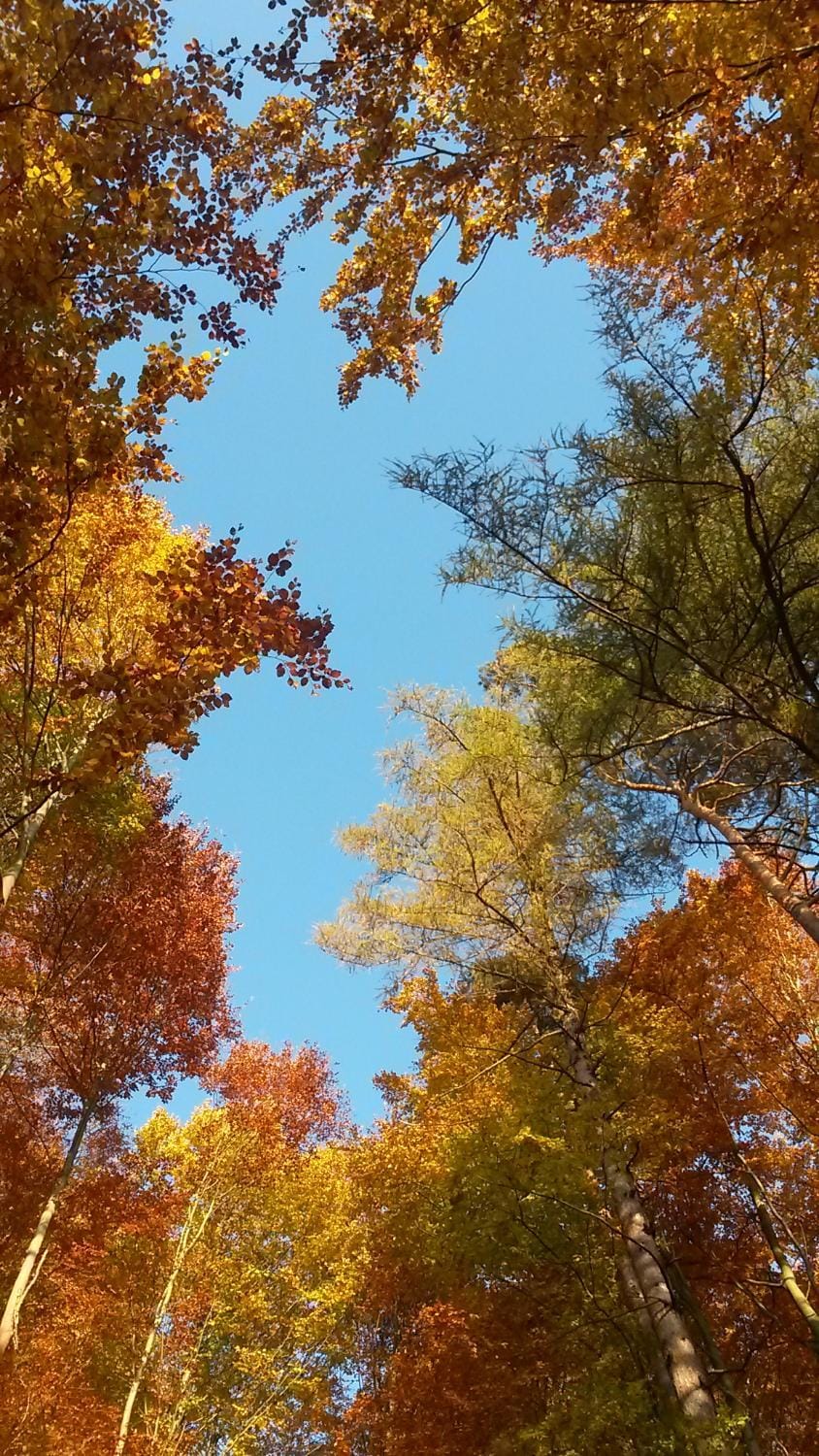Autumn