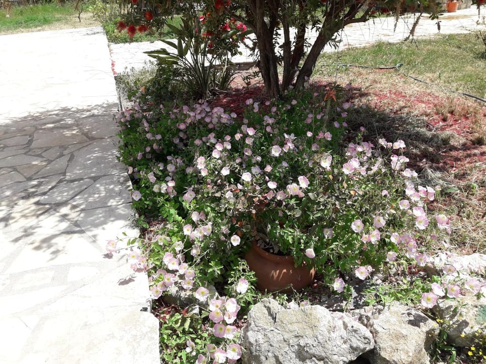Facade/entrance, Garden, Garden view