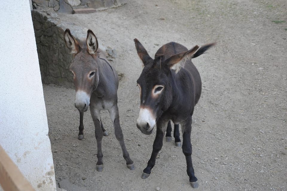 Rumpelehof Apartment in Trentino-South Tyrol