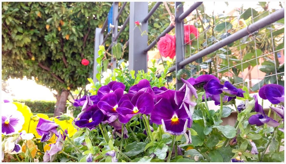Summer, Garden