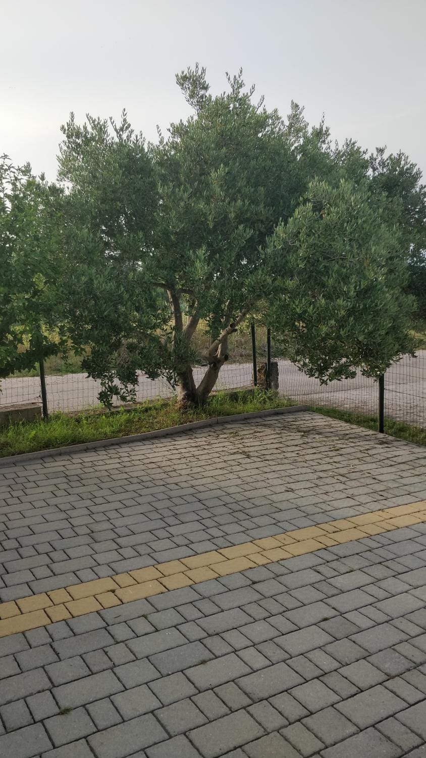 Spring, Garden