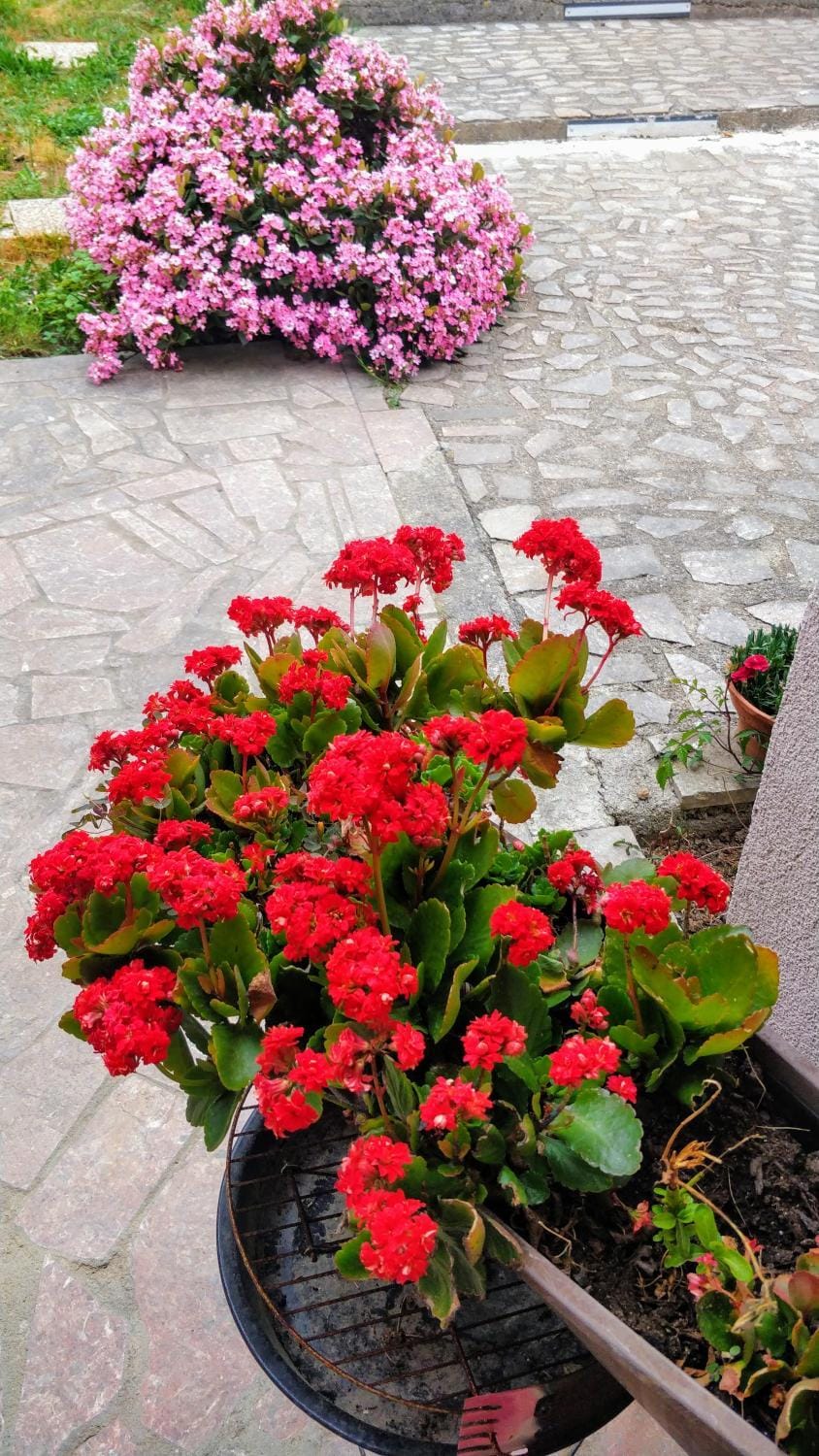 Day, Garden