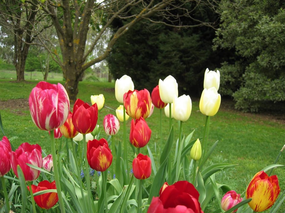 Clifton Gardens Bed & Breakfast - Orange Bed and Breakfast in Orange