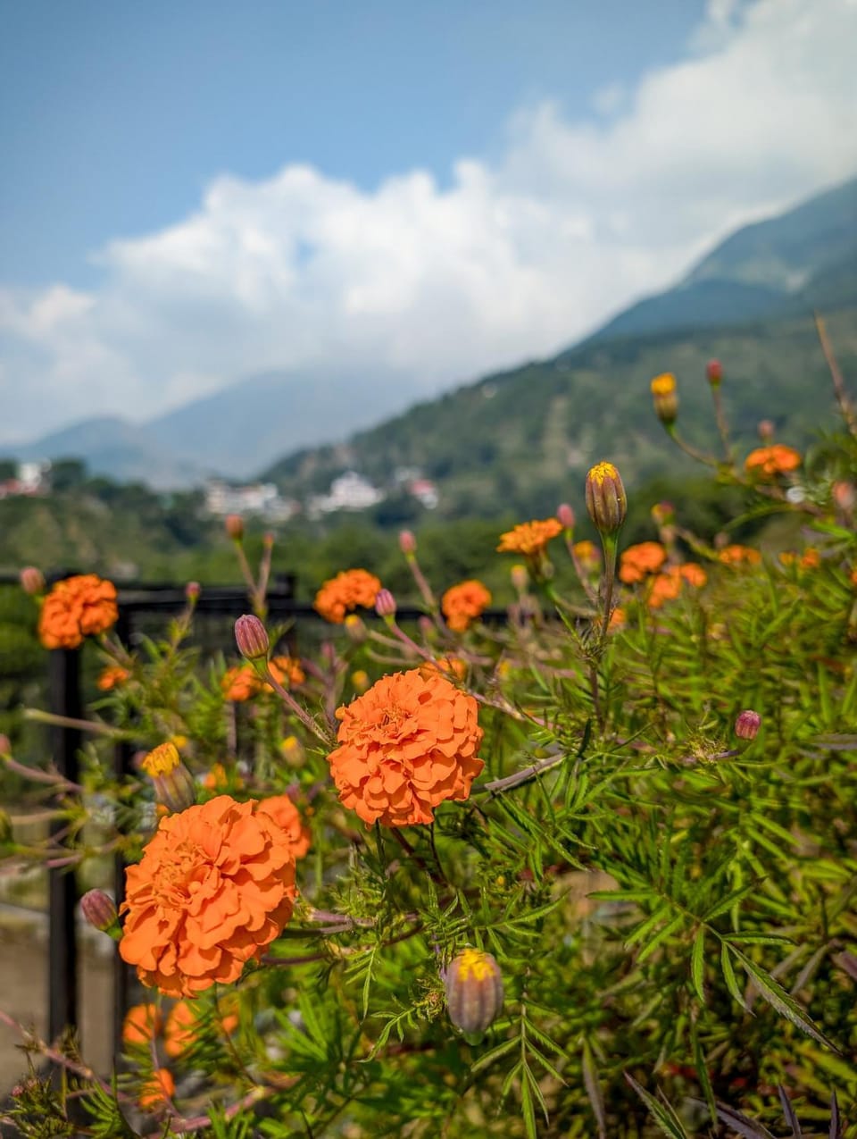 Natural landscape, Garden