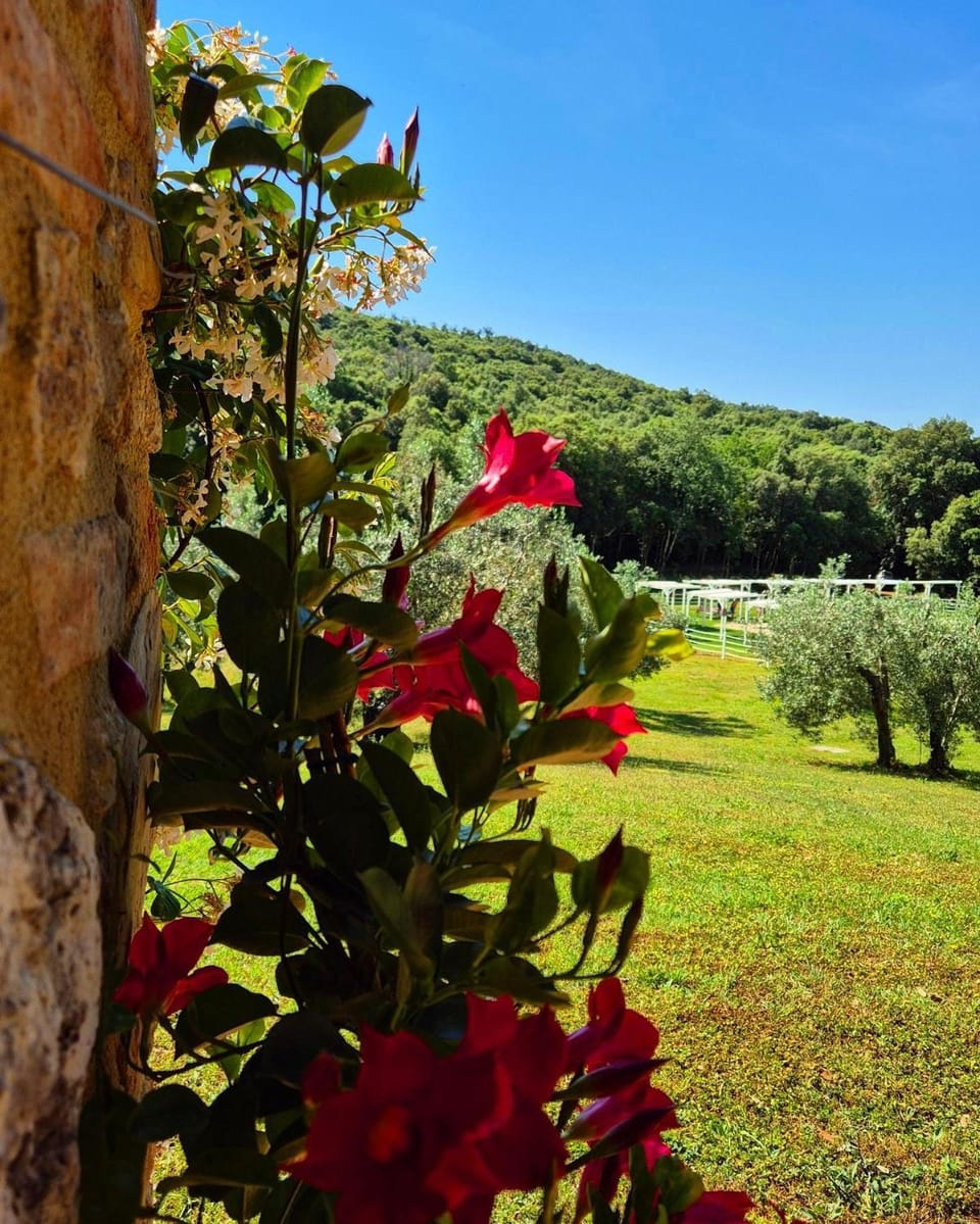 Spring, Natural landscape, Garden