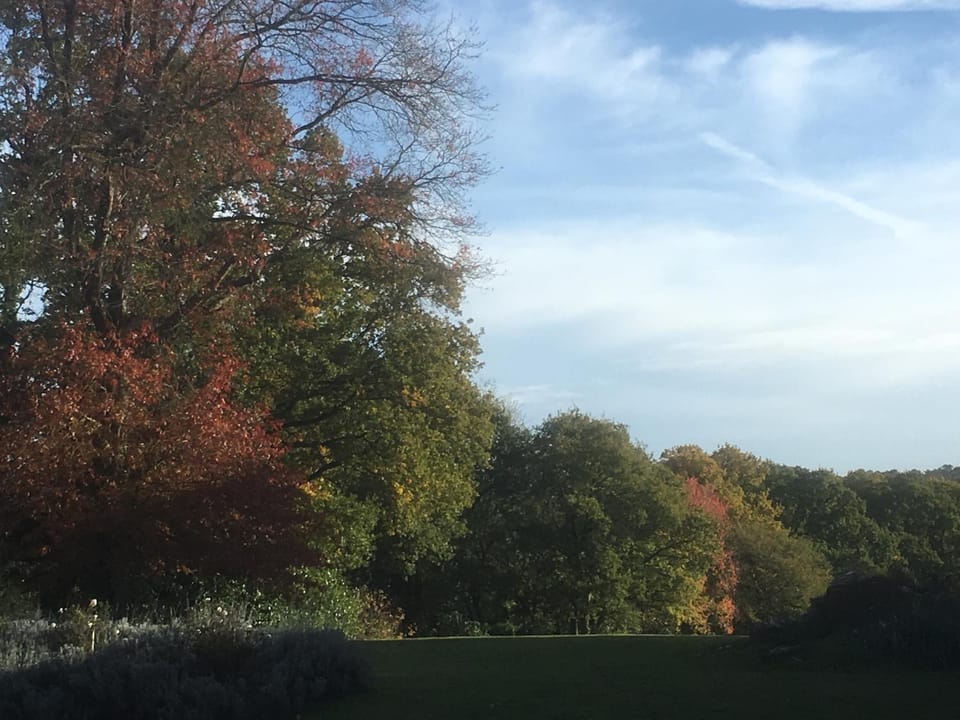 Garden view