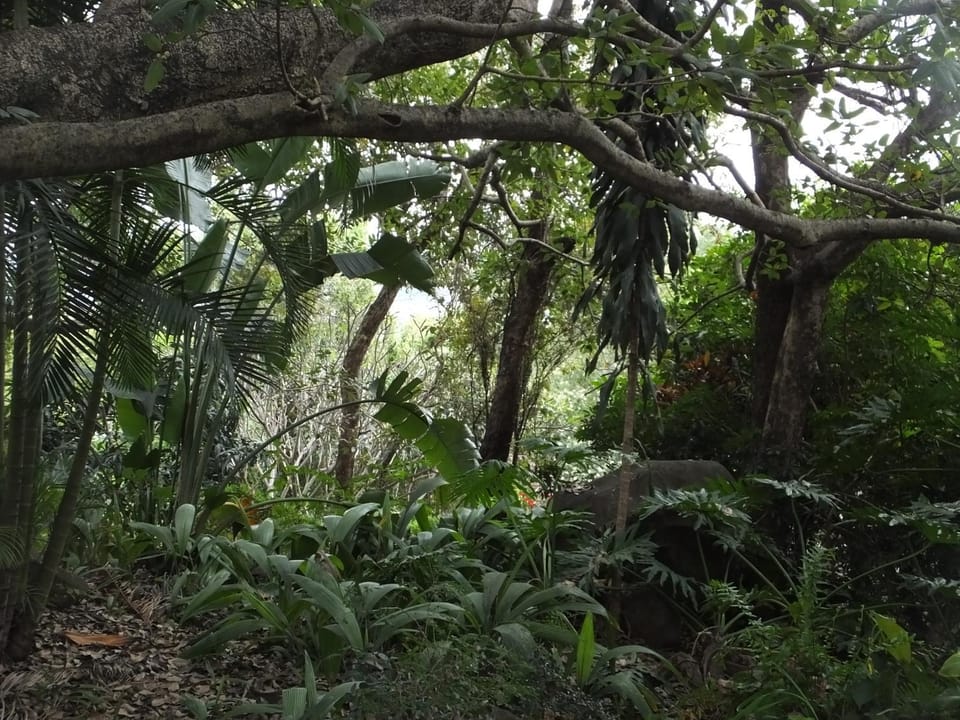Natural landscape, Garden, On site