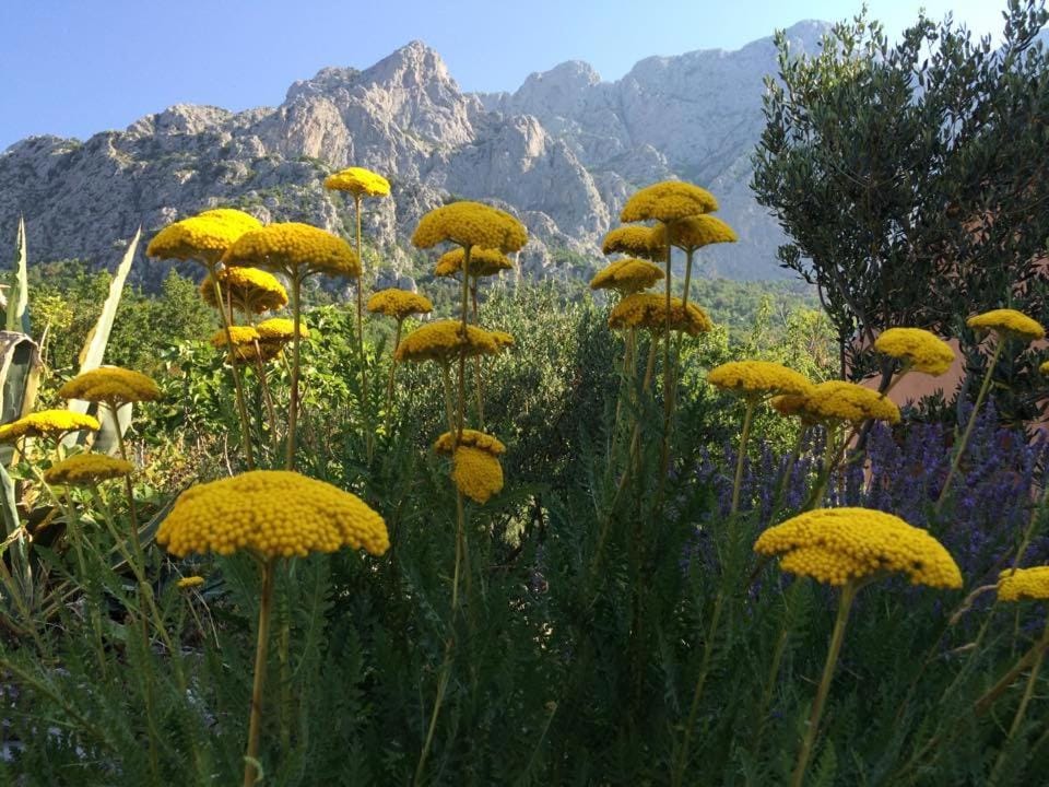 Day, Natural landscape, Garden, Garden view, Mountain view