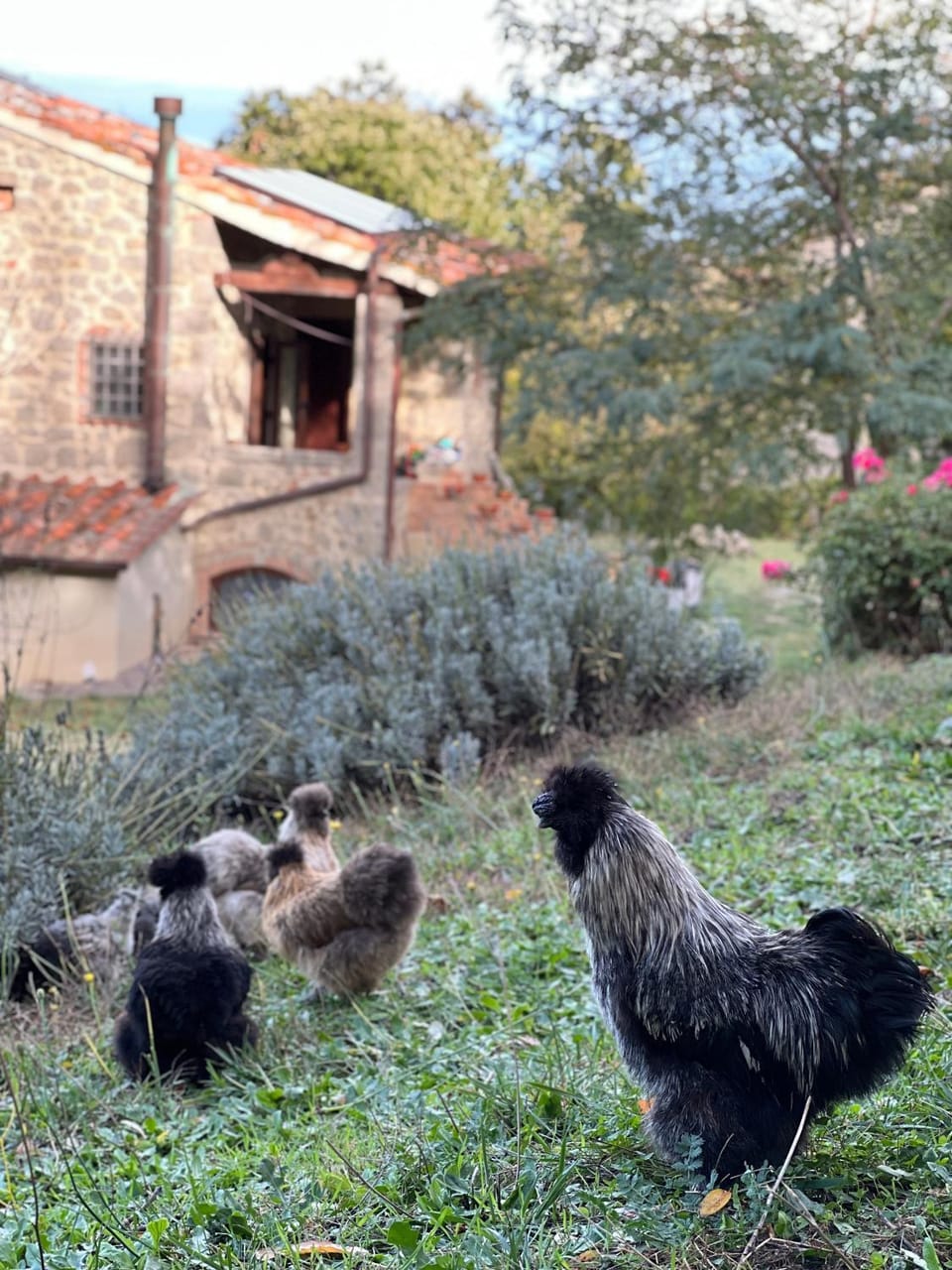 Property building, Natural landscape, Garden, Animals