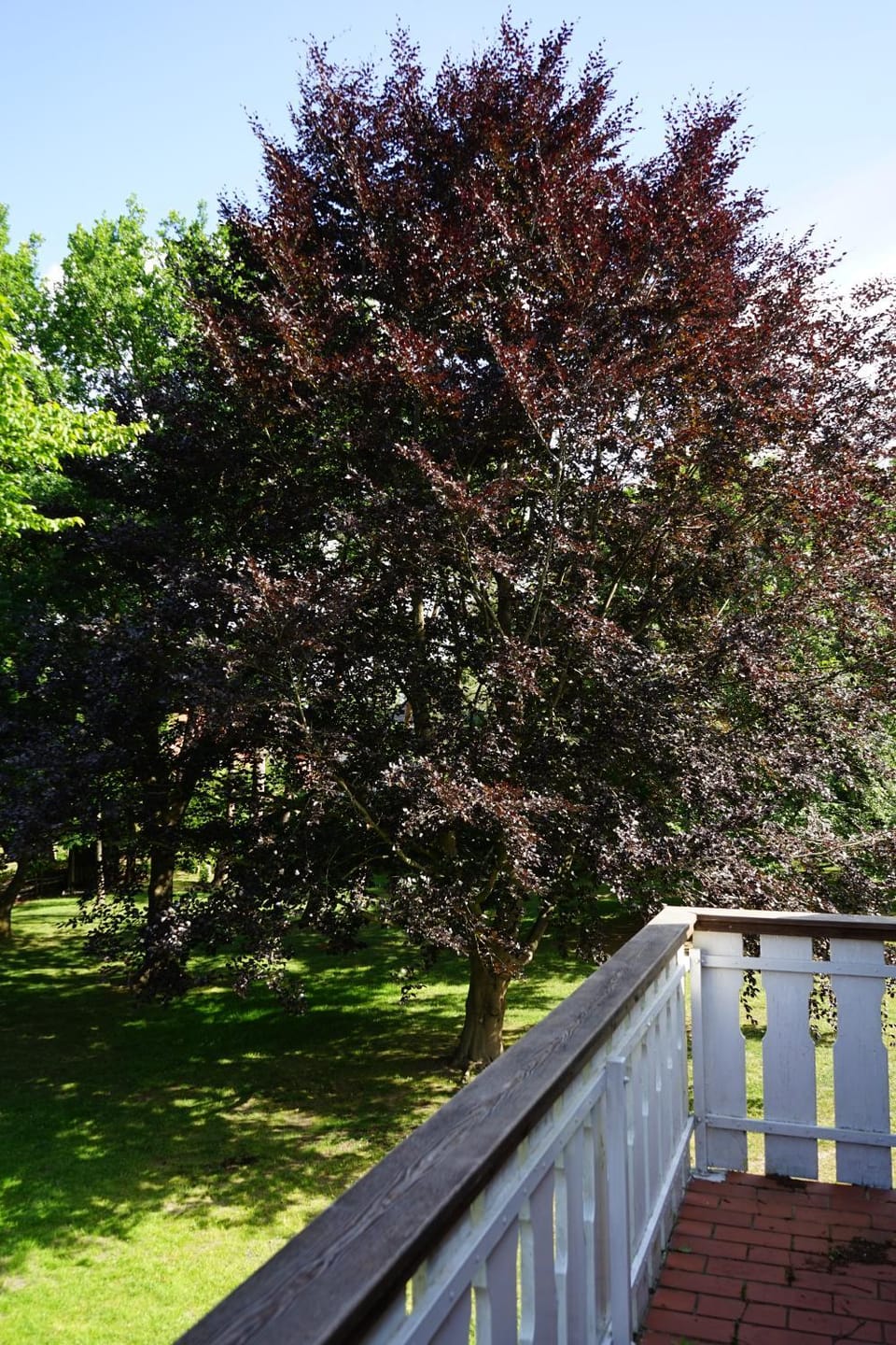 Balcony/Terrace, Garden view