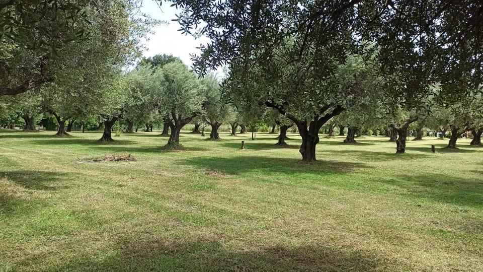 Garden, Garden, Garden view